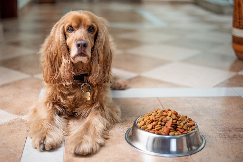 ドッグフードの正しい選び方を知ろう！愛犬の健康を守るのは飼い主の大きな役割