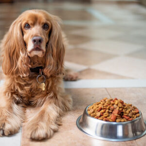 ドッグフードの正しい選び方を知ろう！愛犬の健康を守るのは飼い主の大きな役割