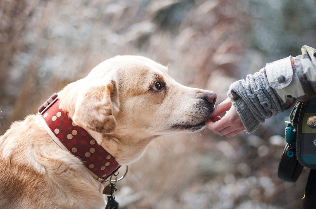 無添加のドッグフードは愛犬の健康を守るための必須条件なのです