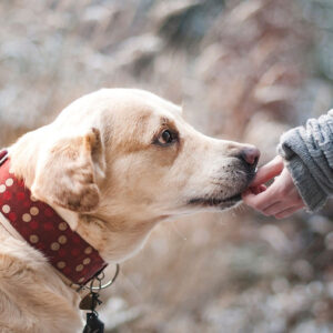 無添加のドッグフードは愛犬の健康を守るための必須条件なのです