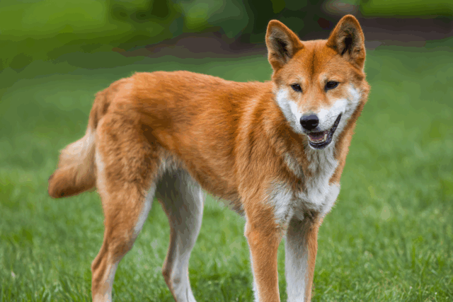 珍島犬
