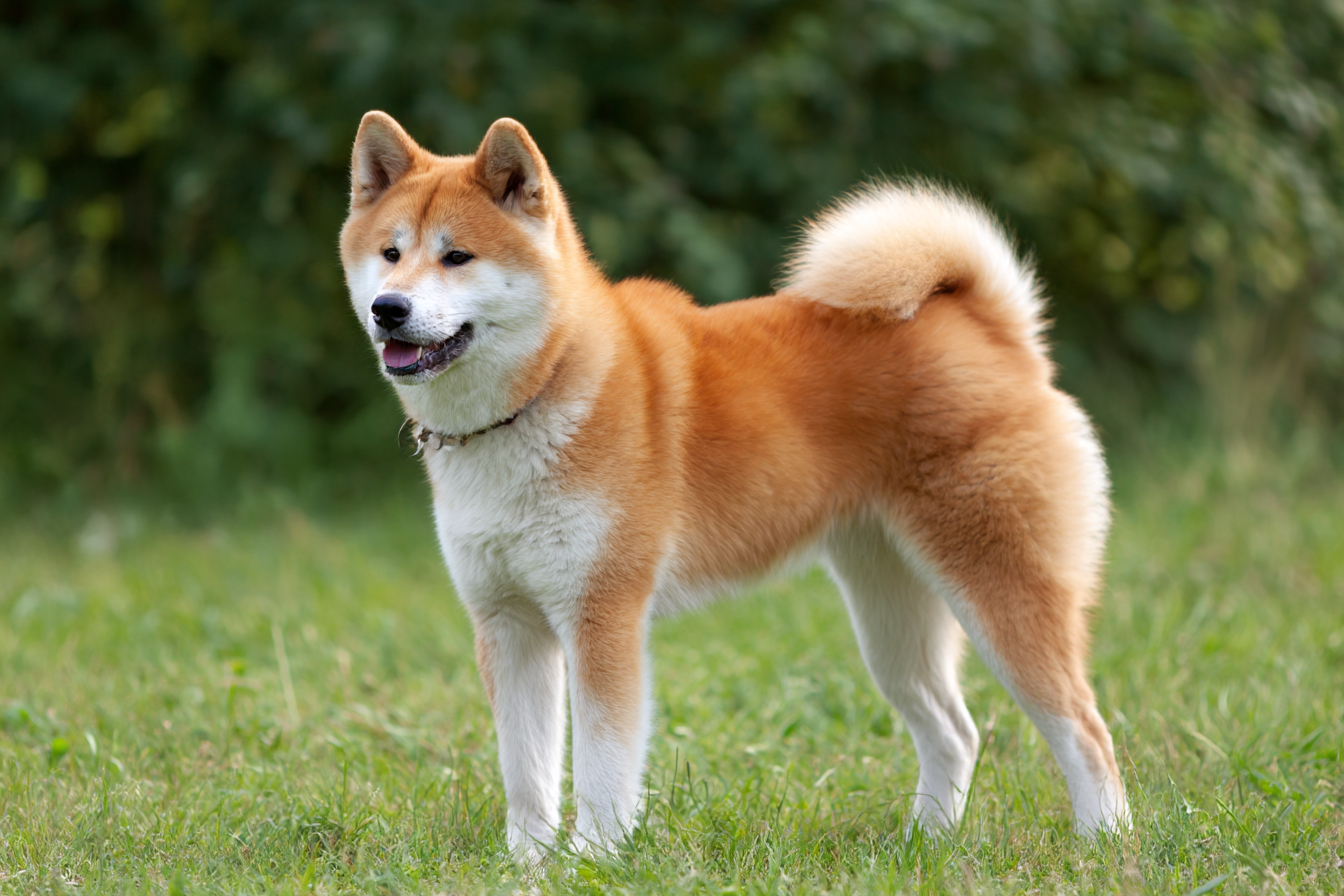秋田犬