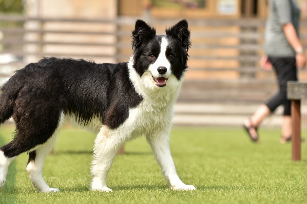 ボーダーコリーに似てる犬種5選!知っておきたい違いを徹底比較