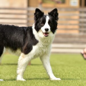 ボーダーコリーに似てる犬種5選！知っておきたい違いを徹底比較