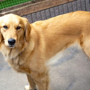 ゴールデンレトリバーに似てる犬種5選！絶対知っておきたい違いを徹底解説