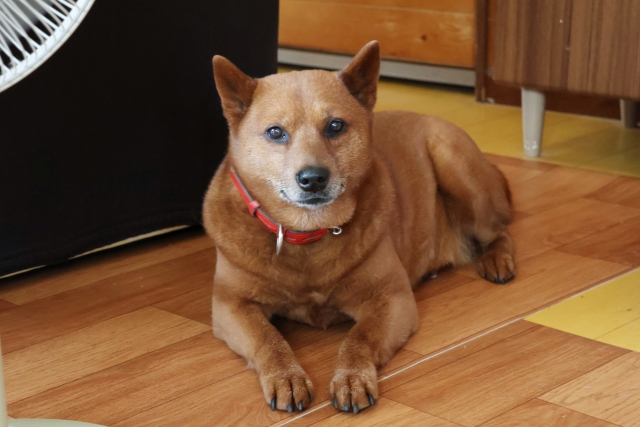 美濃柴犬
