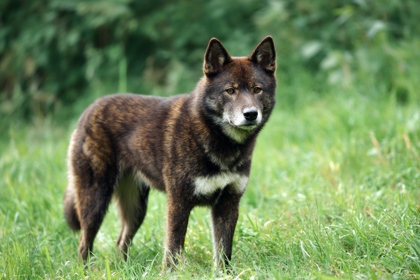 四国犬