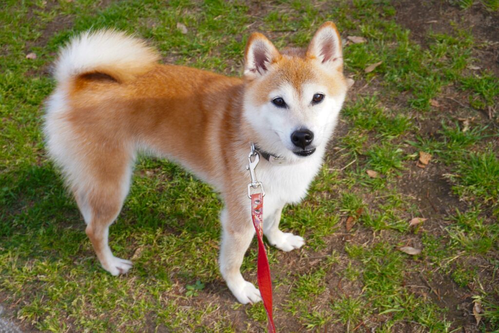 柴犬に似てる犬種7選！　体型と性格の違いを徹底比較
