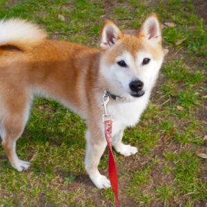 柴犬